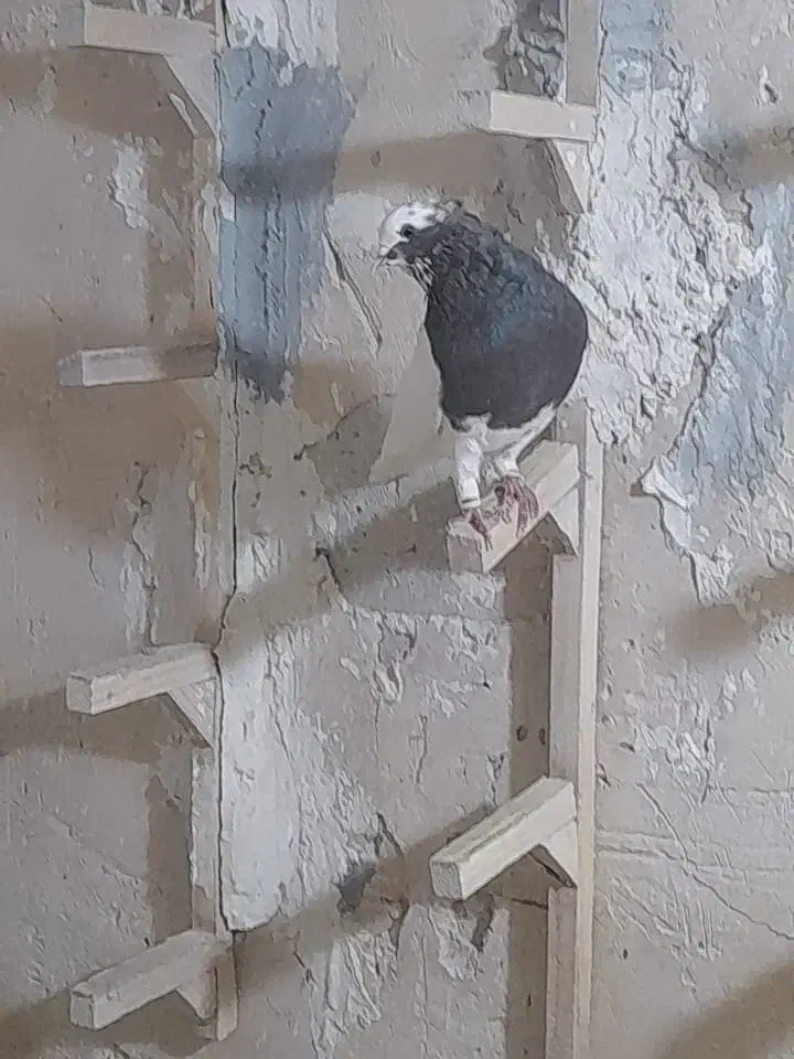 یجفت نروماده طوق سرکه، کله نر مست جوان|پرنده|شیراز, پودنک|دیوار