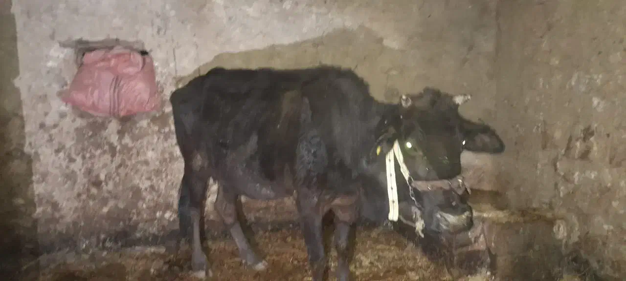 گاو آبستن بومی و گلپایگانی|حیوانات مزرعه|پاتاوه, |دیوار