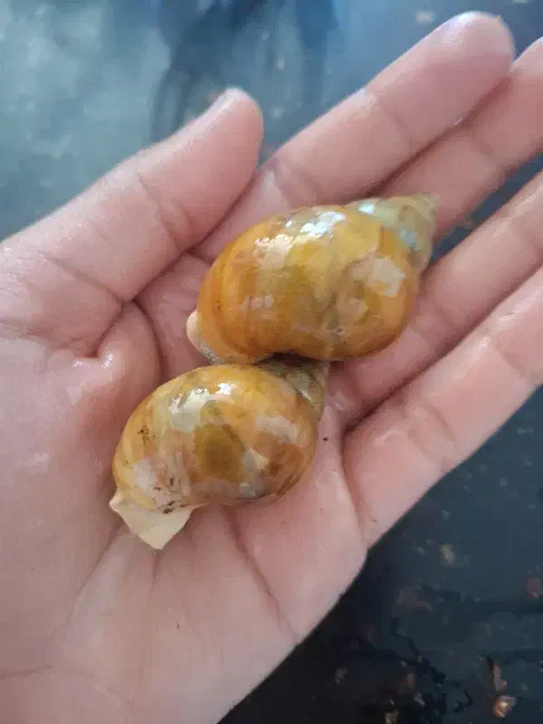 حلزون|خزنده|شیراز, رکن‌آباد|دیوار