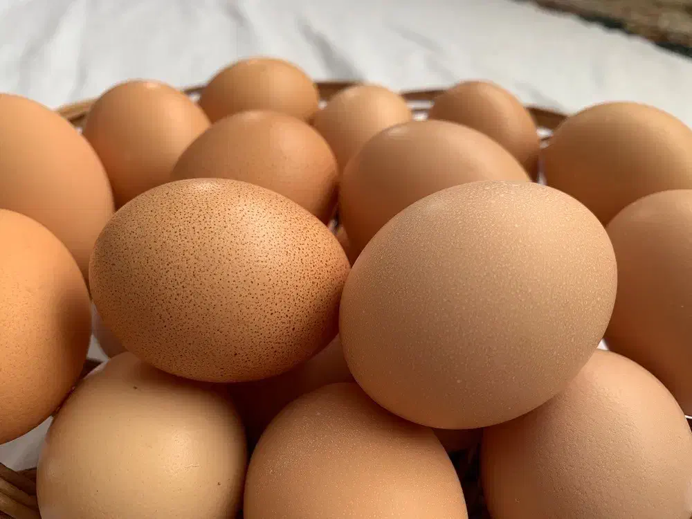 تخم مرغ محلی|خوردنی و آشامیدنی|هشتگرد, ینگی امام|دیوار