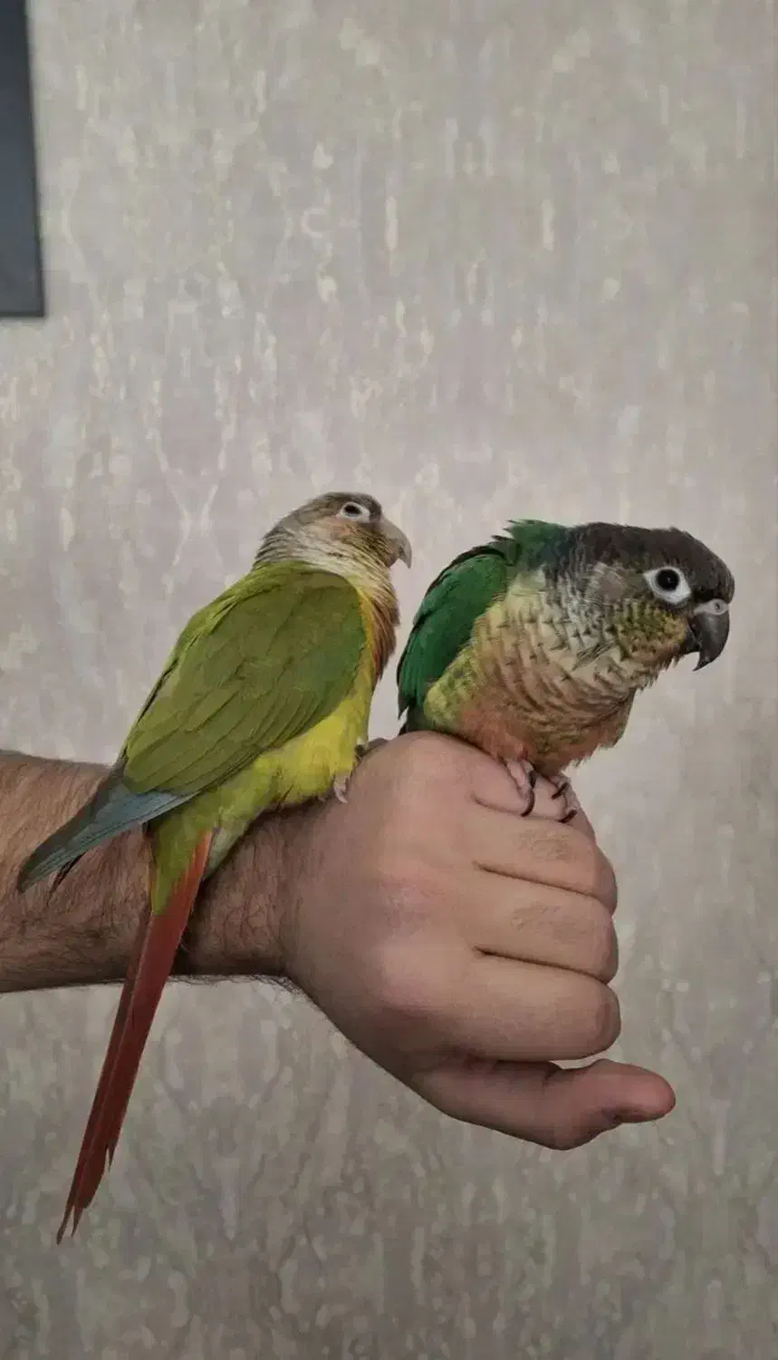 جفت گرینچیک|پرنده|بهارستان, |دیوار