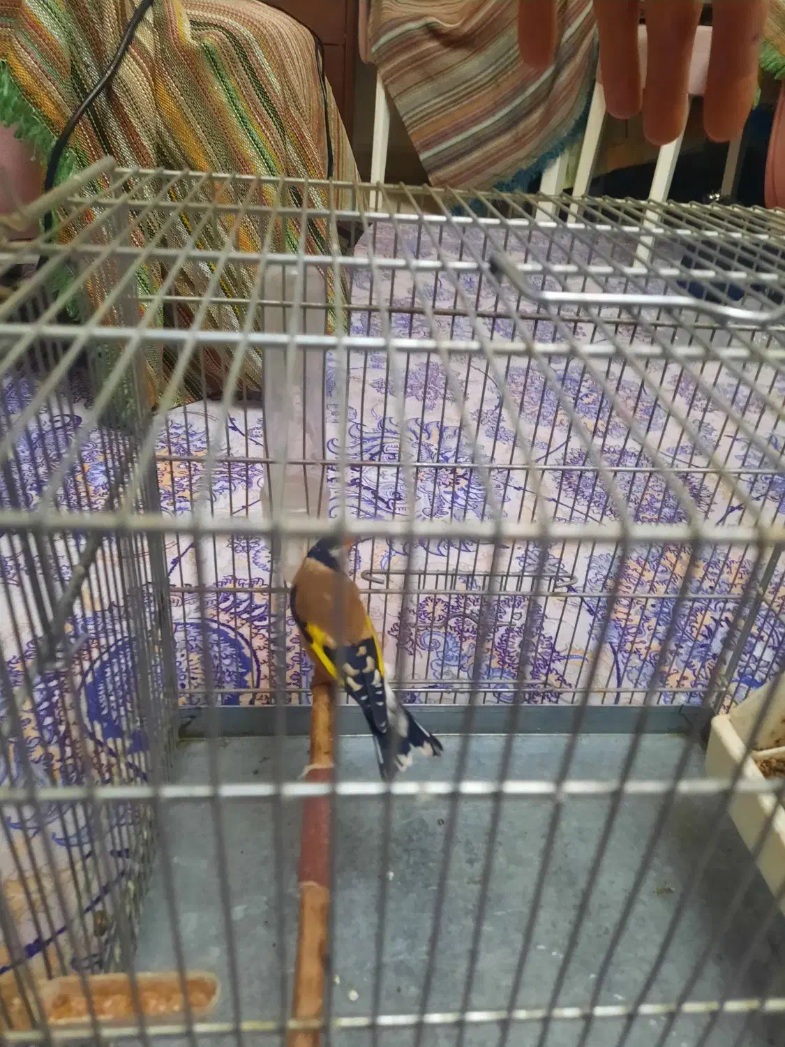 سهره متولد قفس|پرنده|فردیس, سرحد آباد|دیوار