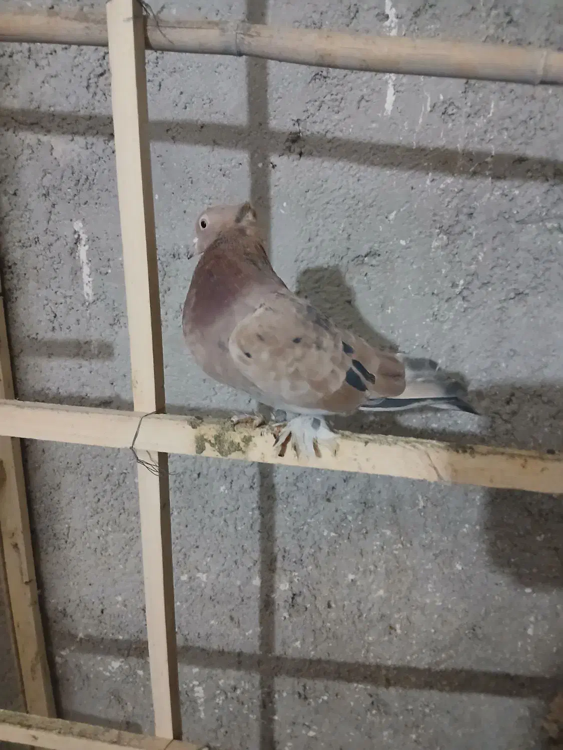 کفترای عالی و زیبا قبمت مقطوع|پرنده|ری, سرتخت|دیوار