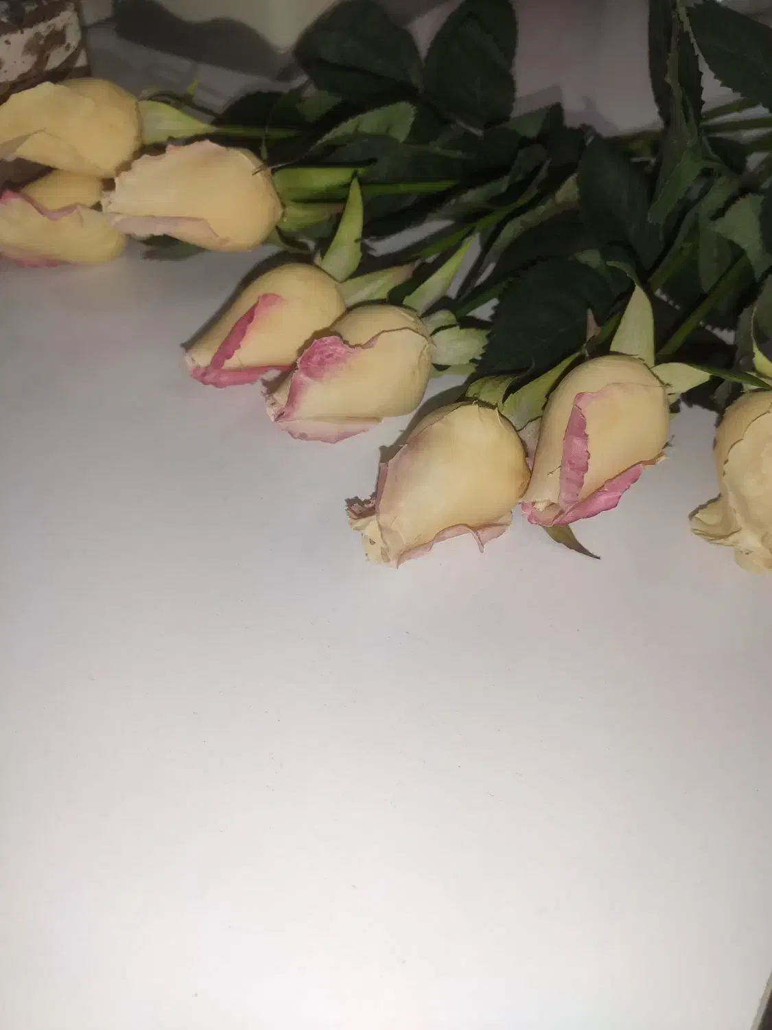 گل رز لمسی سفید صورتی|گل مصنوعی|لنگرود, |دیوار