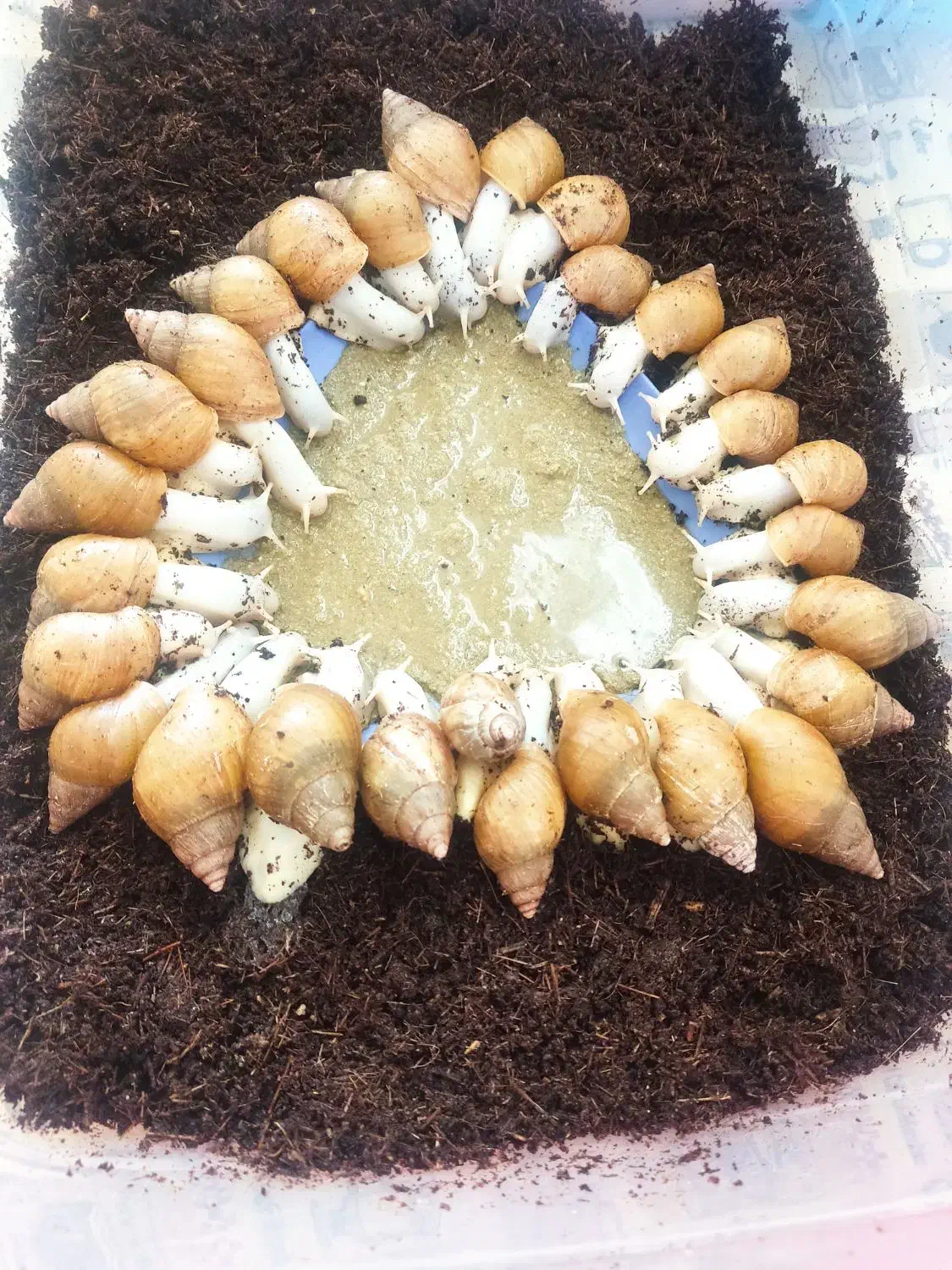 حلزون|خزنده|یزد, |دیوار