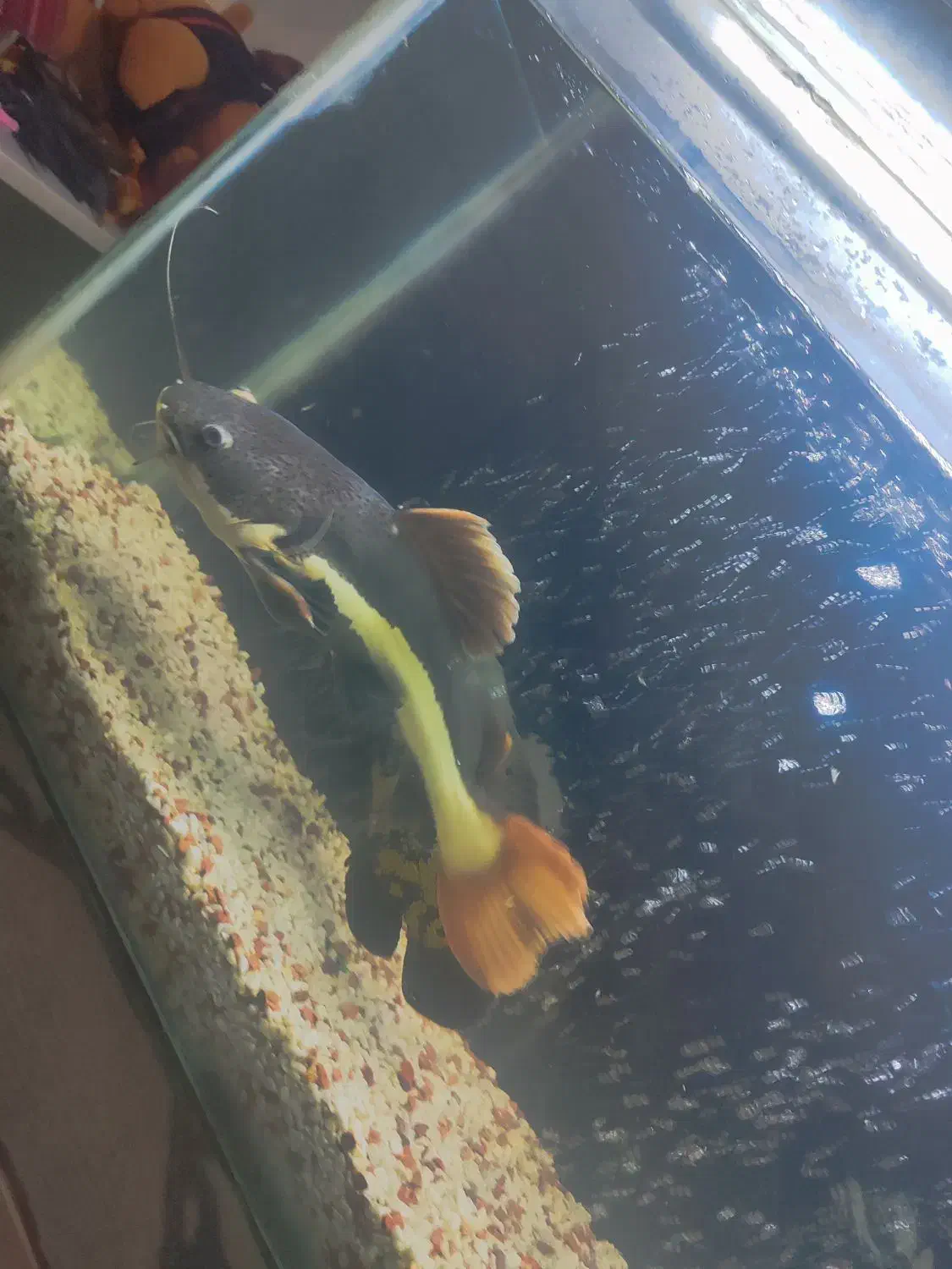 ماهی آکواریوم|ماهی|گرگان, |دیوار