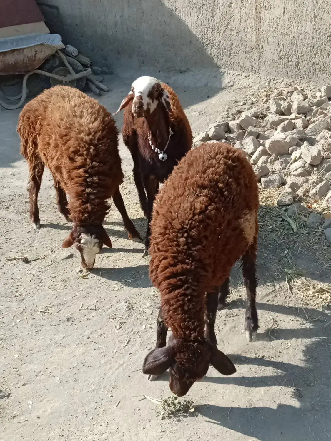 فروش 3عدد بره یک ساله دوتا شک یک نر|حیوانات مزرعه|سیلاخور, |دیوار