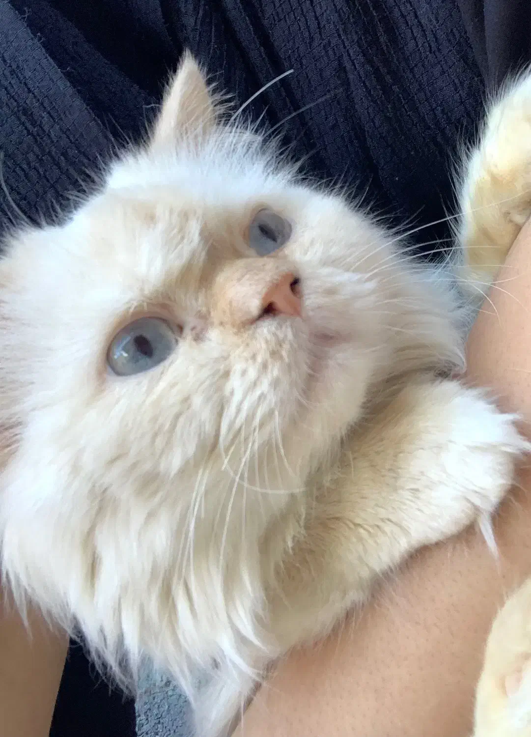 گربه پرشین ۳۵۰۰|گربه|ساری, |دیوار