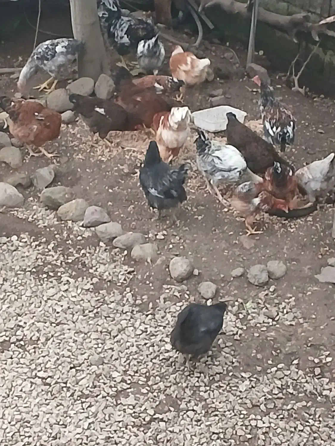 فروش مرغ وخروس ارگانیک محلی|حیوانات مزرعه|چوبر, |دیوار