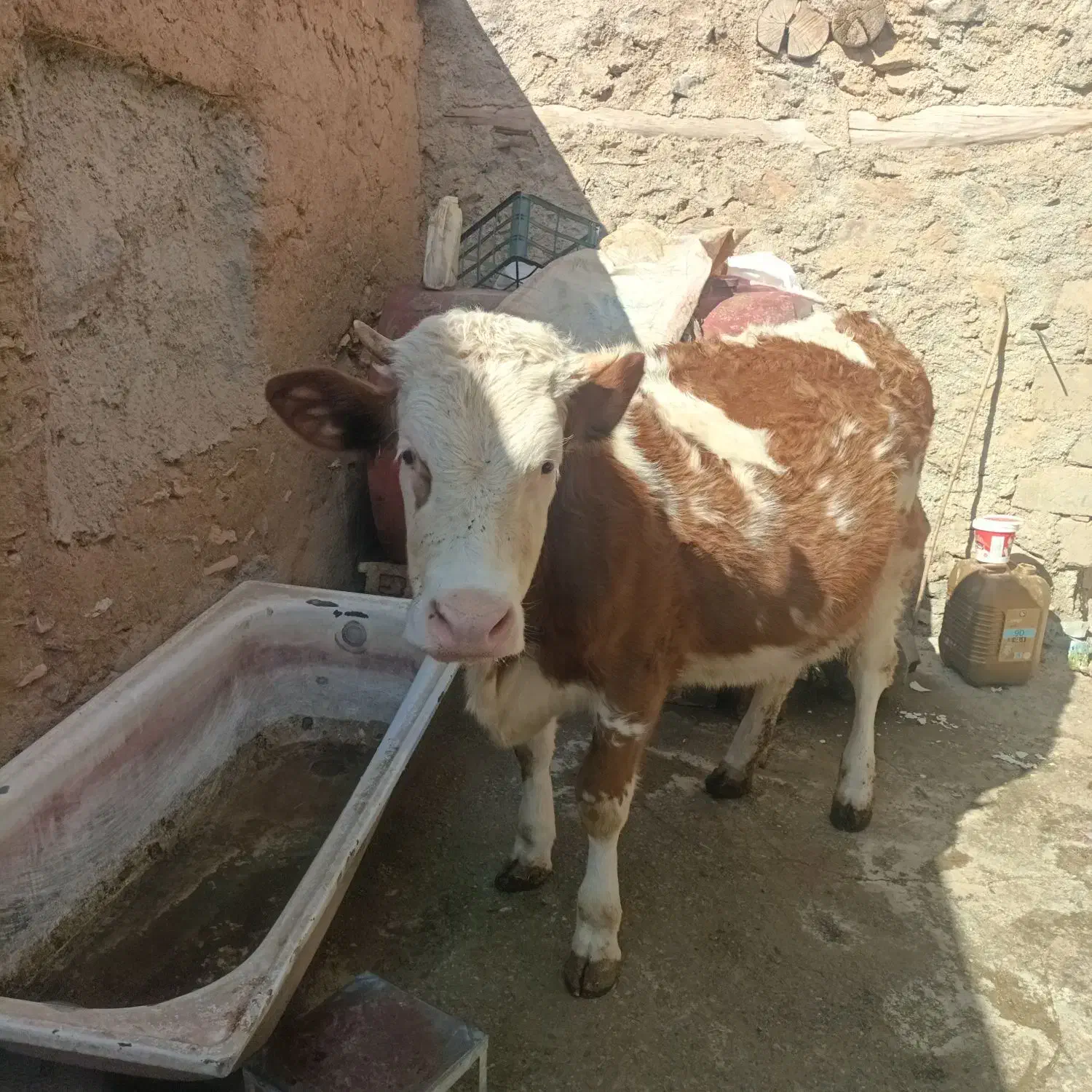 گوساله ماده|حیوانات مزرعه|مریوان, |دیوار