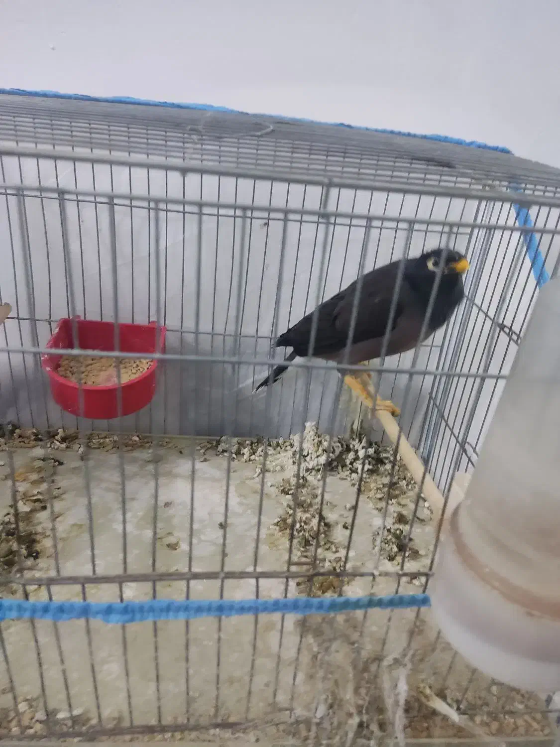 سلام مینا دست اموز|پرنده|بم, |دیوار