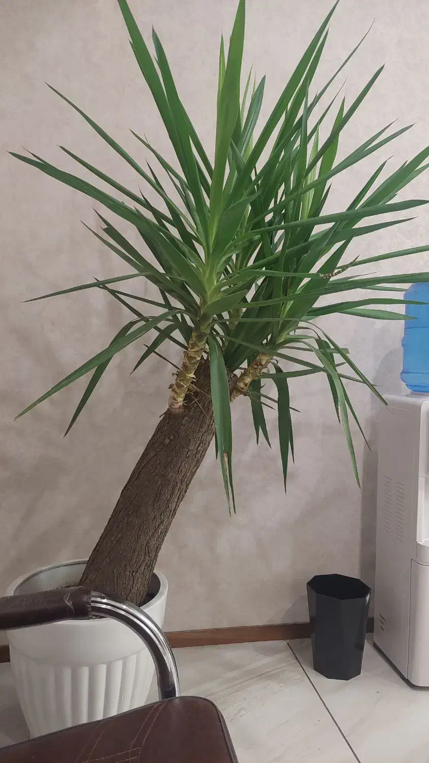 اجاره ملک تجاری|اجارهٔ دفتر صنعتی، کشاورزی، تجاری|خوی, |دیوار