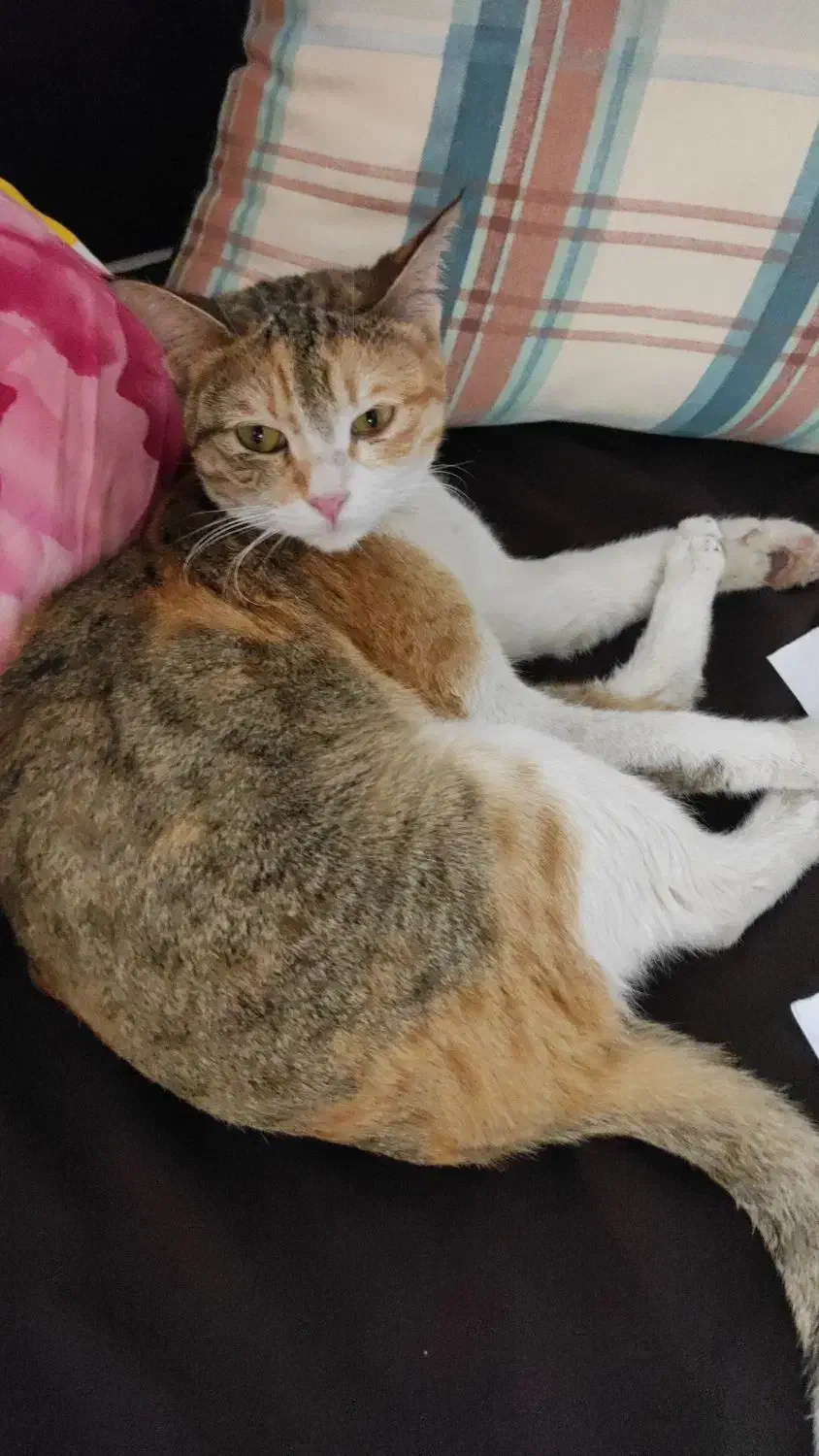 گربه خانگی پیدا شده|گربه|کرمانشاه, |دیوار