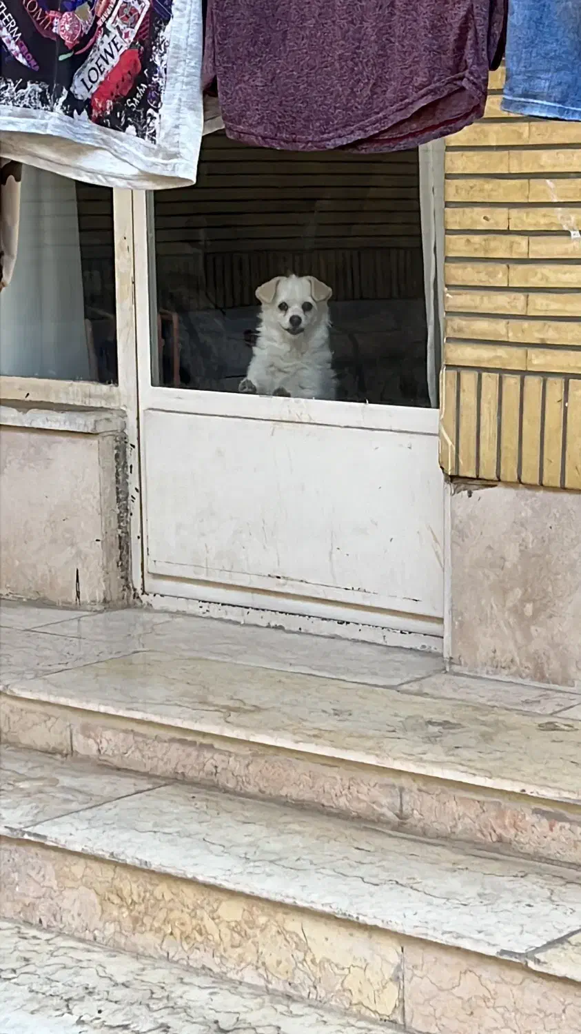 سگ اشپیتز|سگ|اصفهان, شهریار|دیوار