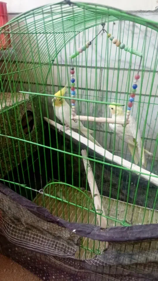 یک جفت عروس هلندی|پرنده|نرماشیر, |دیوار