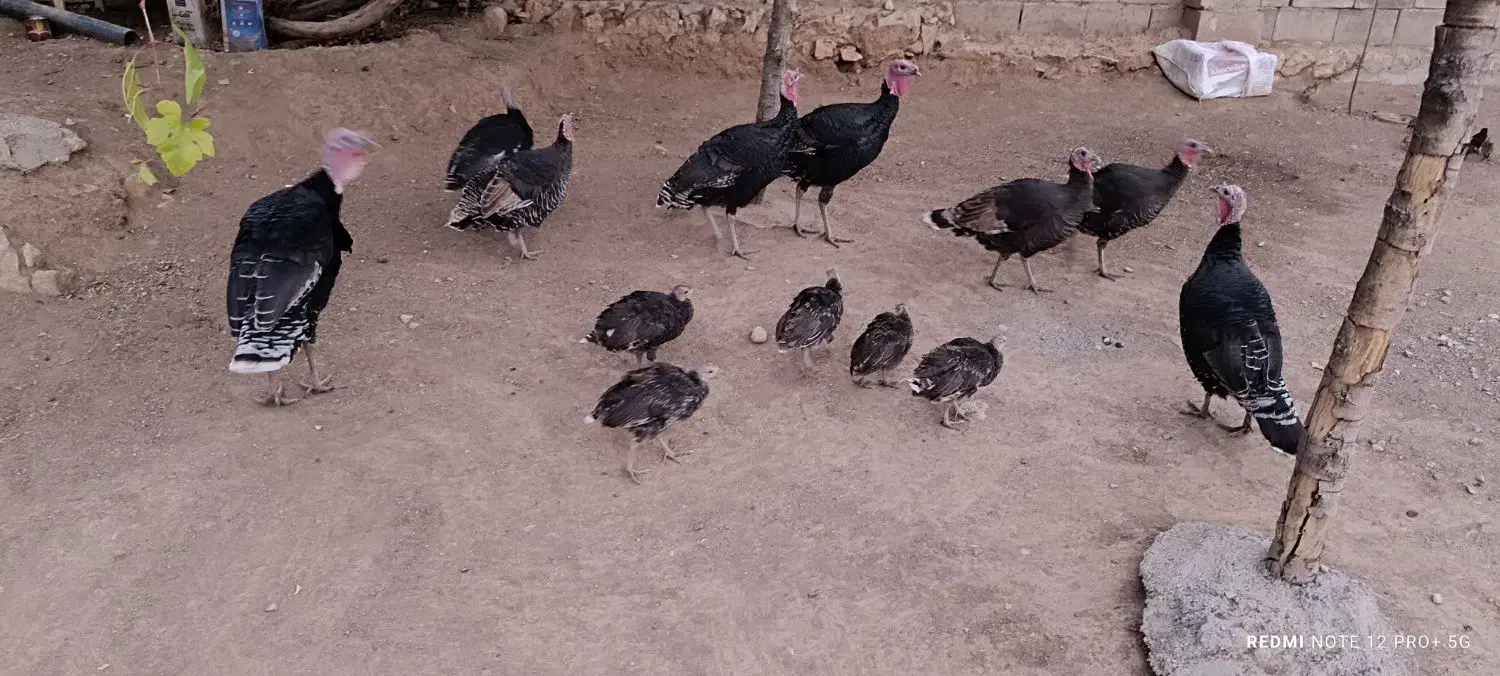 تعدادی بوقلمون بفروش میرسد|حیوانات مزرعه|لردگان, |دیوار