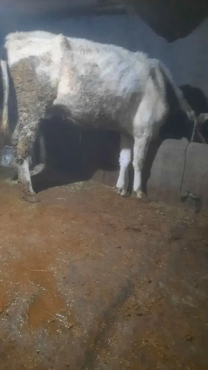 گاو شگم دوم|حیوانات مزرعه|زنجانرود, |دیوار