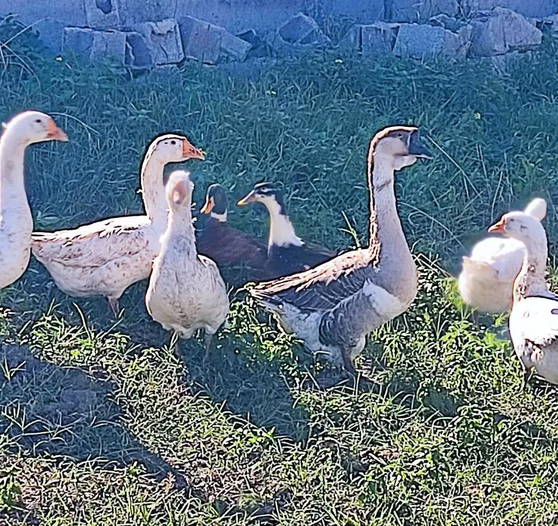 قوغاز اکراینی|حیوانات مزرعه|فاضل آباد, |دیوار