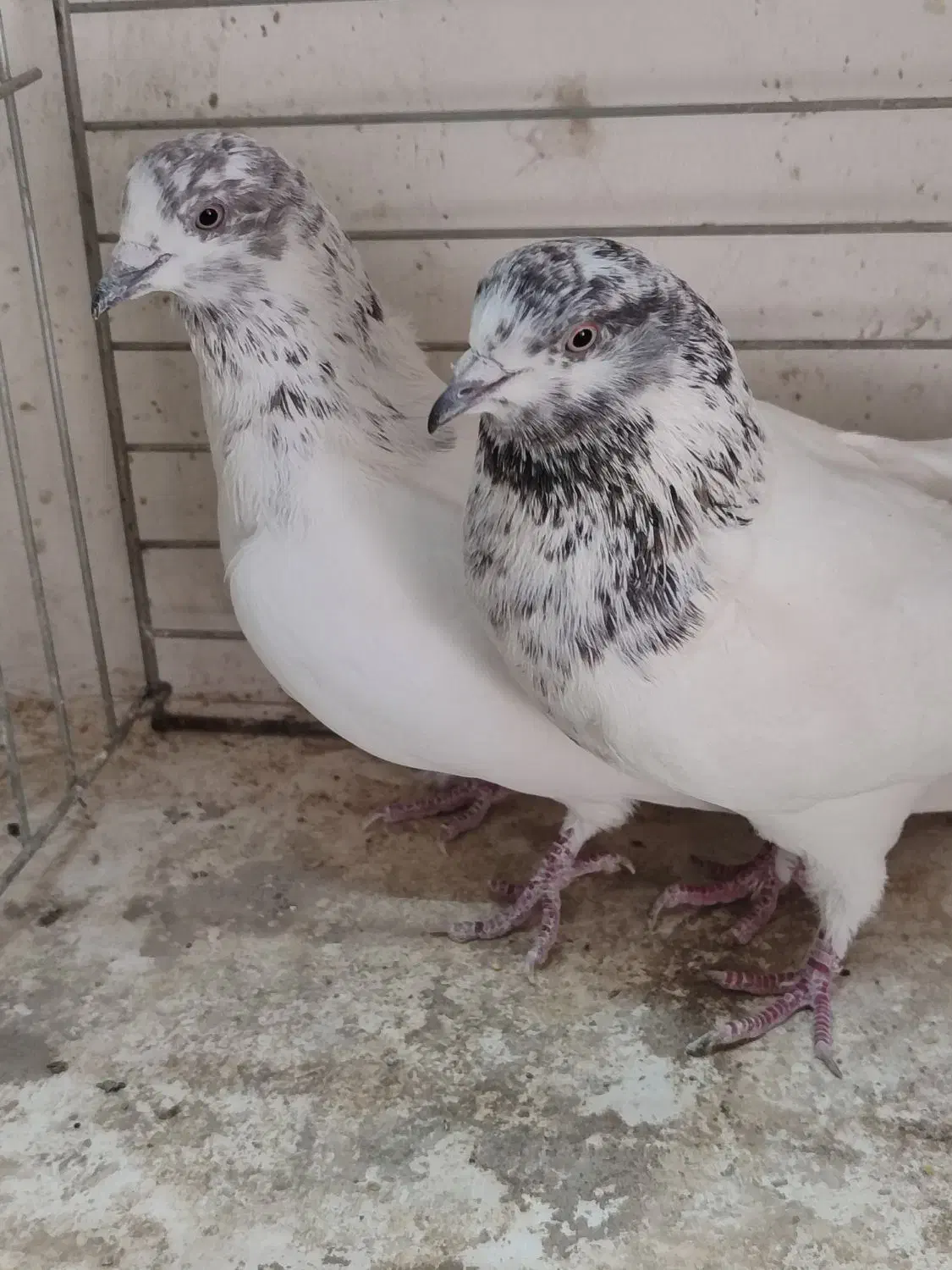 ۷جفت کفتر بی نظیر همچی تموم|پرنده|سیرجان, |دیوار