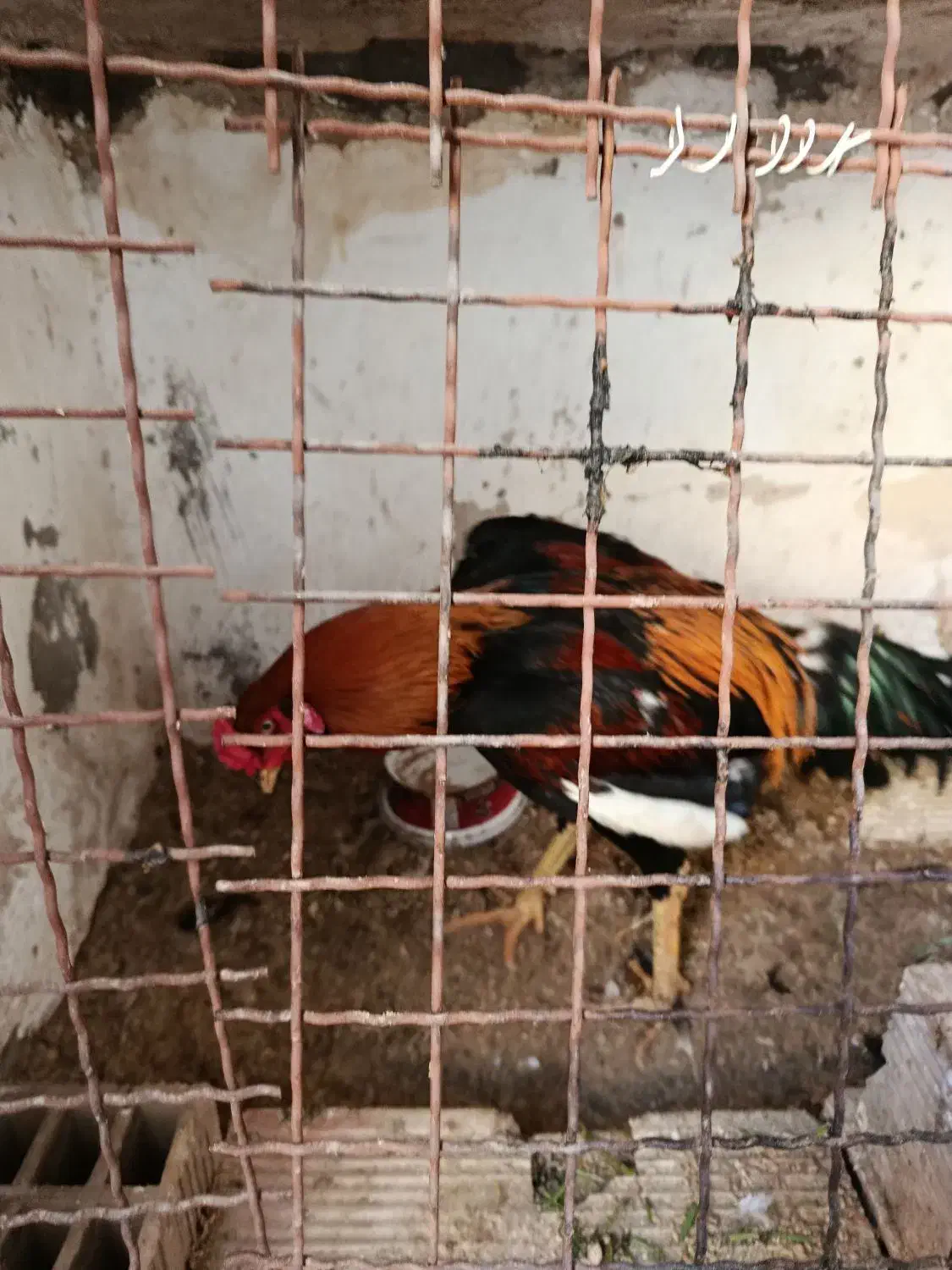 خروس لاری|حیوانات مزرعه|اهواز, بیست متری شهرداری|دیوار