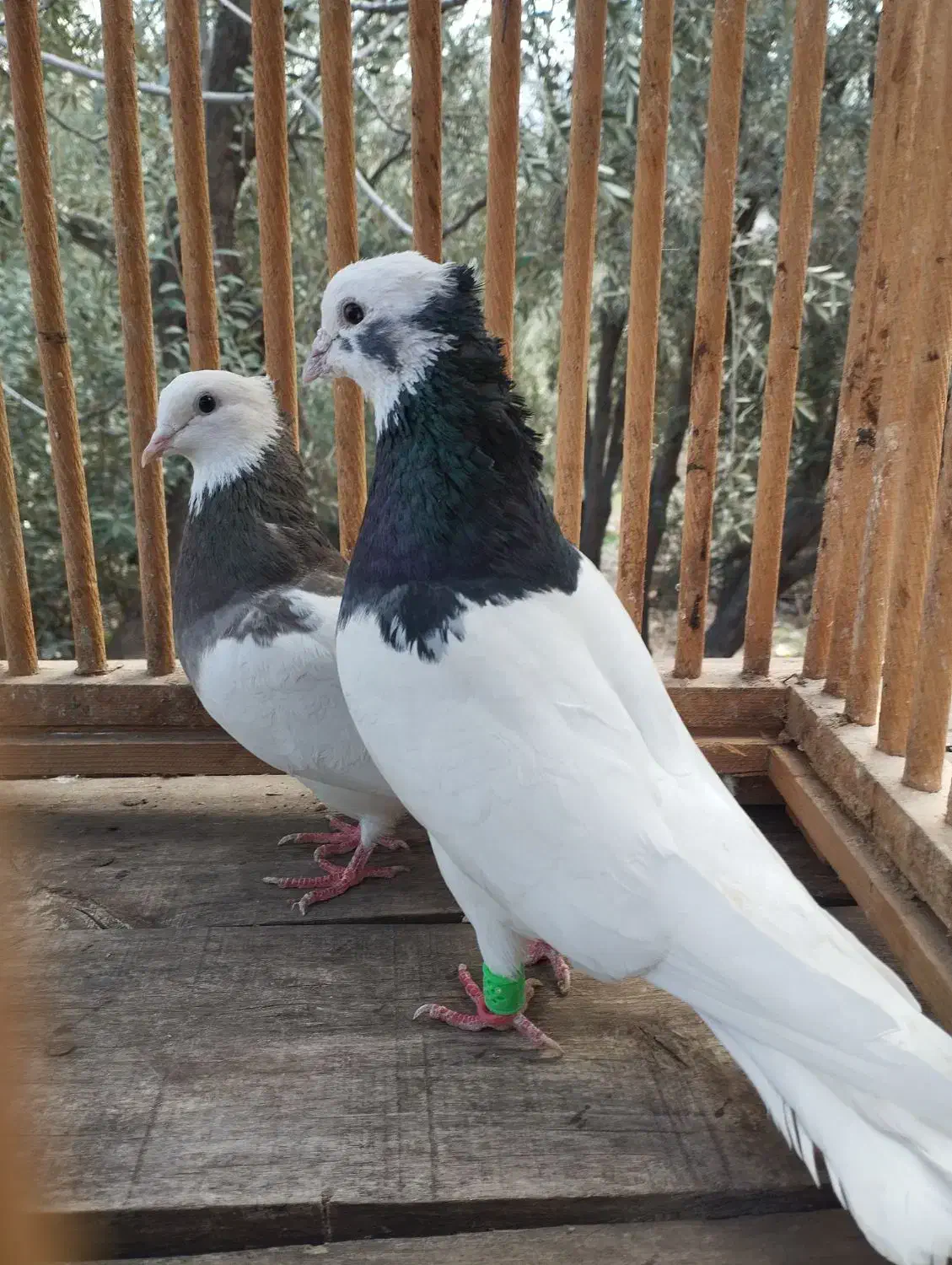 کبوتر|پرنده|منجیل, |دیوار