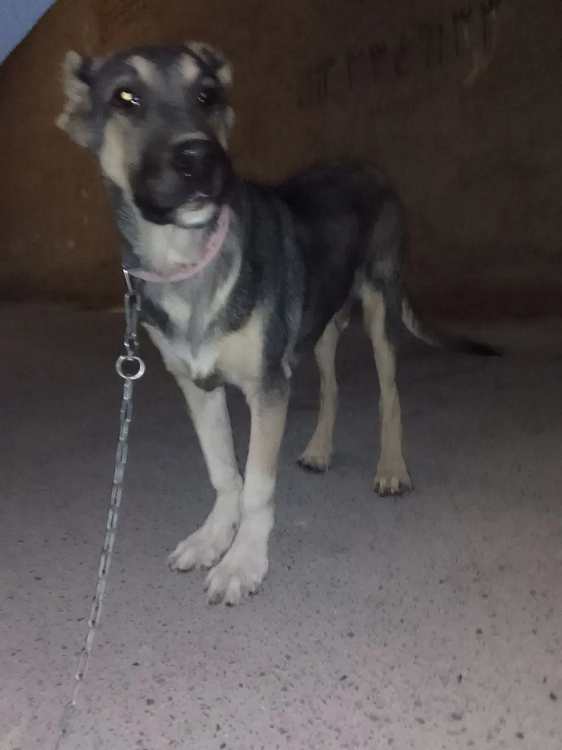 توله سگ ۵ ماهه|سگ|کرج, گلشهر|دیوار