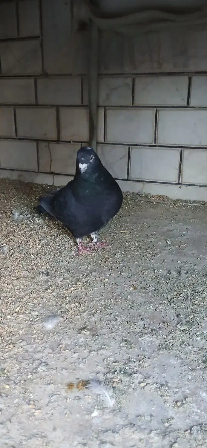 کفتر غلاق دمگیر|پرنده|خمینی‌شهر, |دیوار