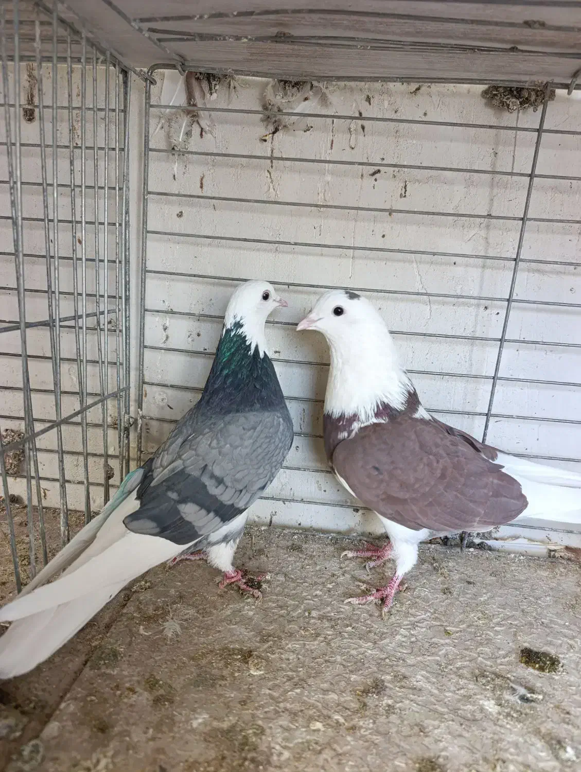 کبوتر پرشی ناب|پرنده|کاشان, امیرکبیر|دیوار