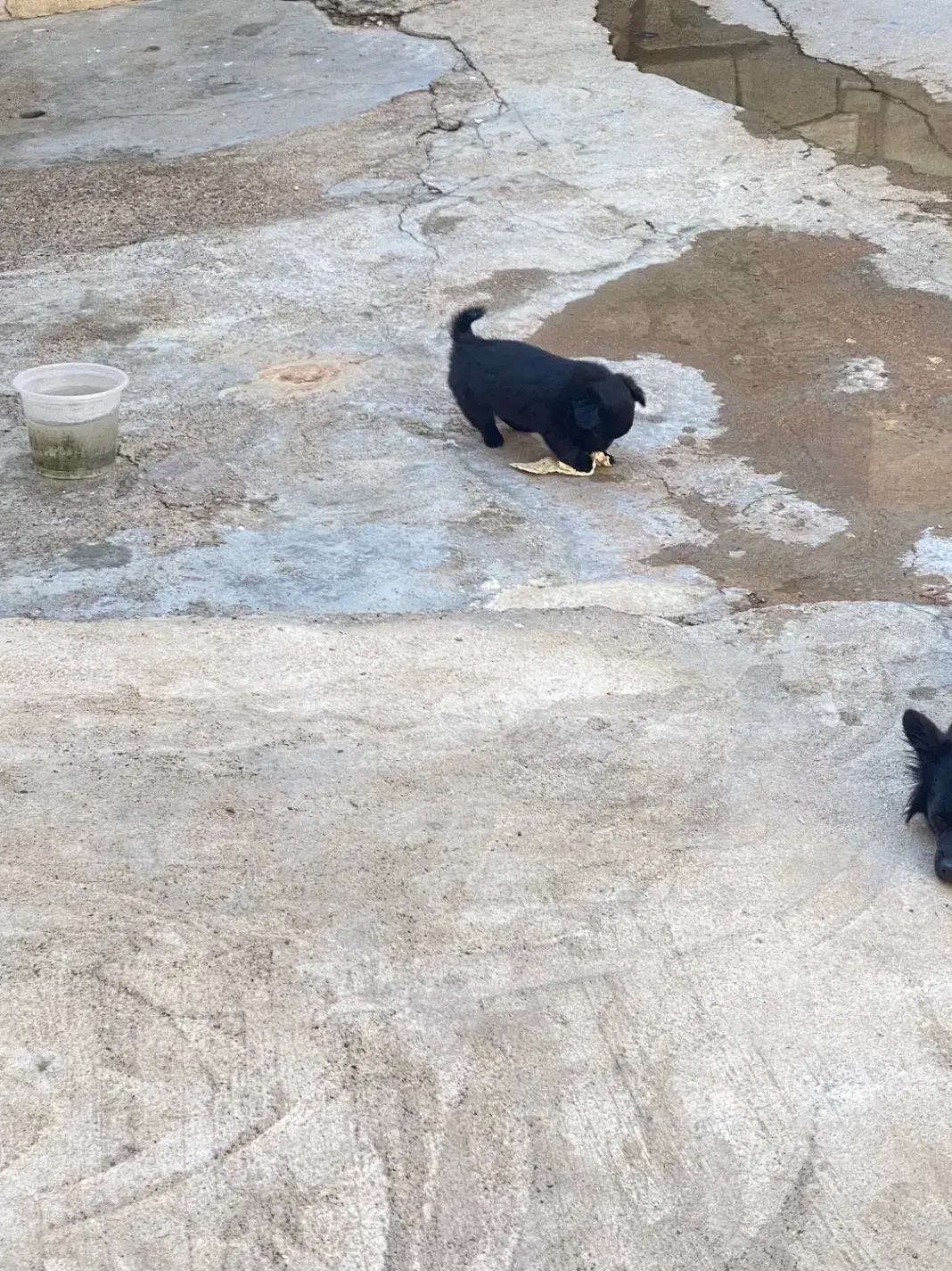 سگ پامر|سگ|مسجد سلیمان, |دیوار