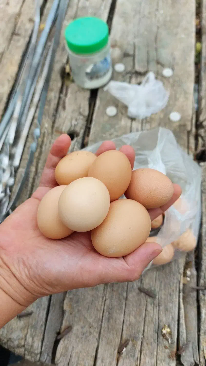 تخم مرغ نطفه دار|حیوانات مزرعه|اردبیل, |دیوار