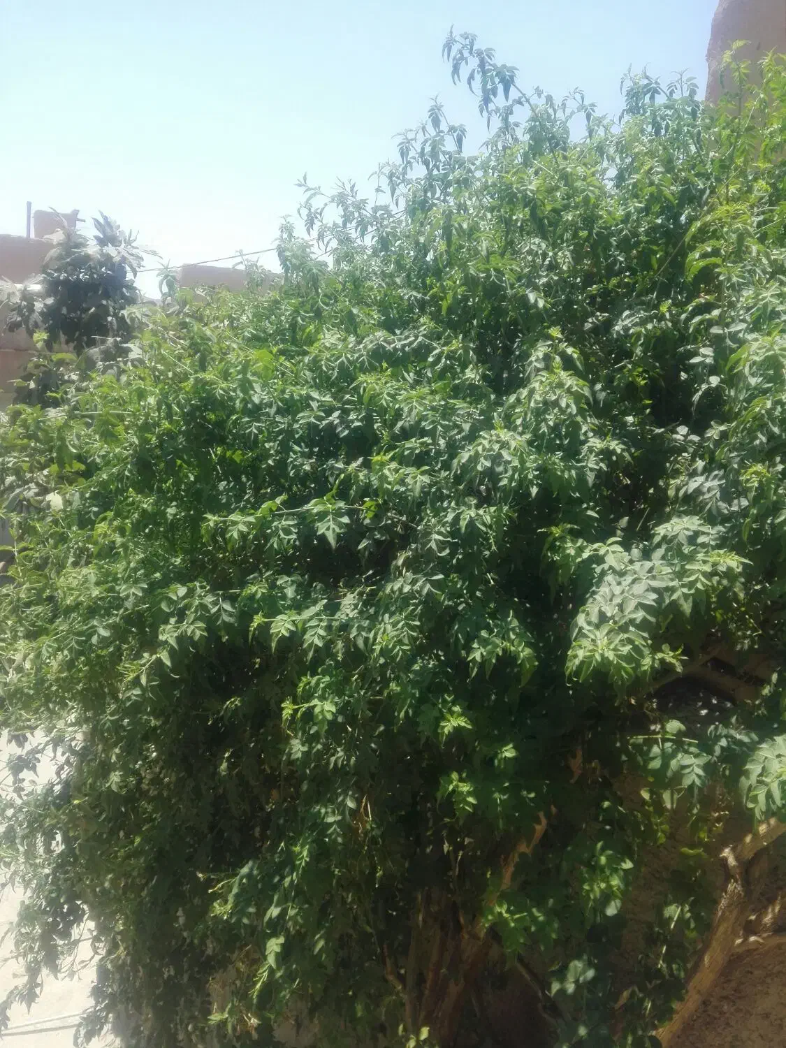 تعدادی گل یاس سفید|گل و گیاه طبیعی|فسا, |دیوار