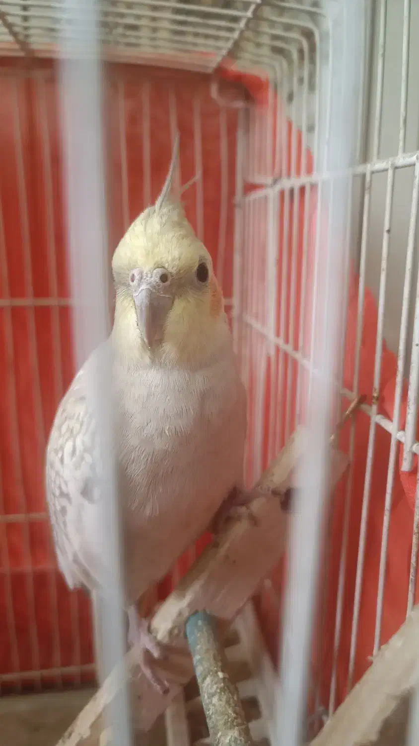 عروس هلندی مولد ماده|پرنده|پاکدشت, پاکدشت (مامازند)|دیوار