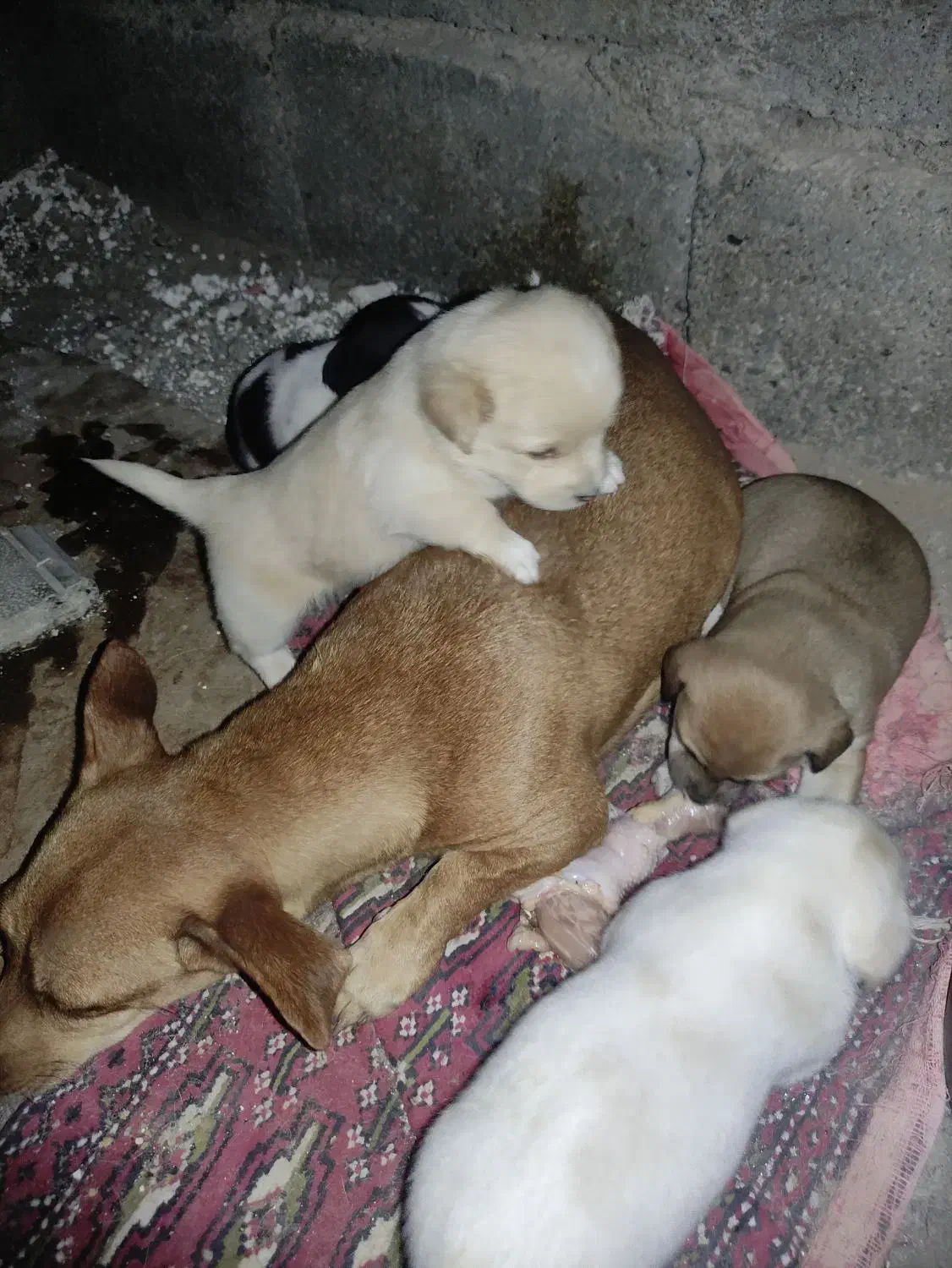 توله پاکوتاه|سگ|سبزوار, شرق کال شمالی|دیوار