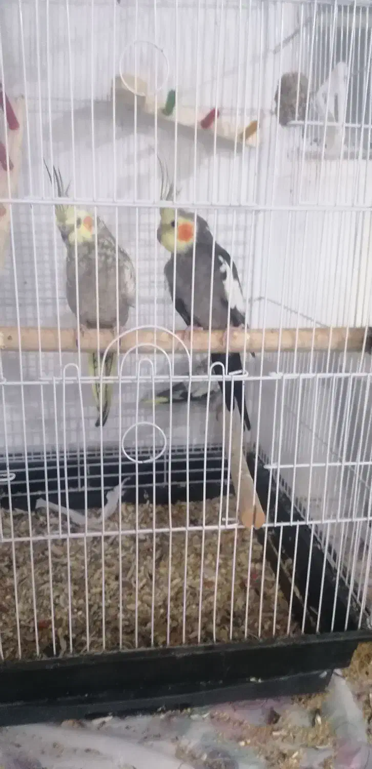 پرنده|پرنده|نجف‌آباد, ویلاشهر|دیوار