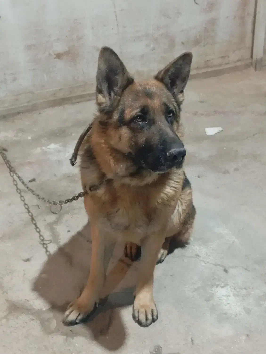 سگ ژرمن شیپر|سگ|رباطکریم, شهرک صنعتی سبلان|دیوار