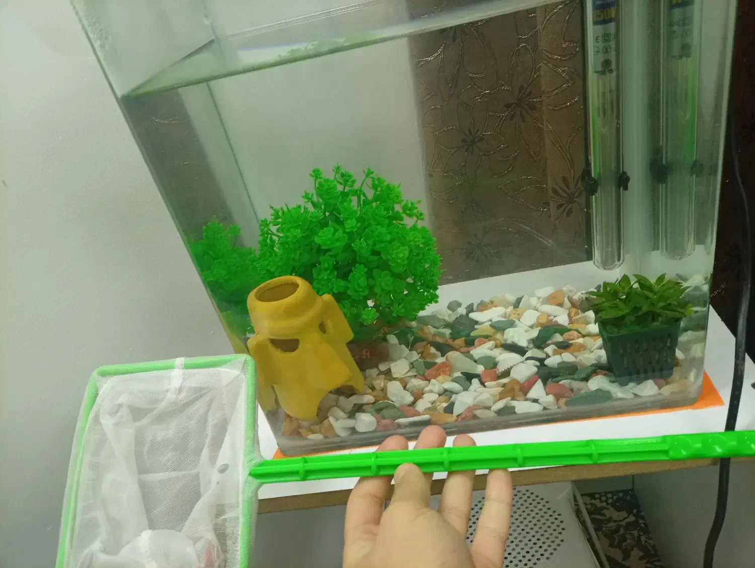 آکواریوم شیشه خم با اسکار|ماهی|قزوین, |دیوار