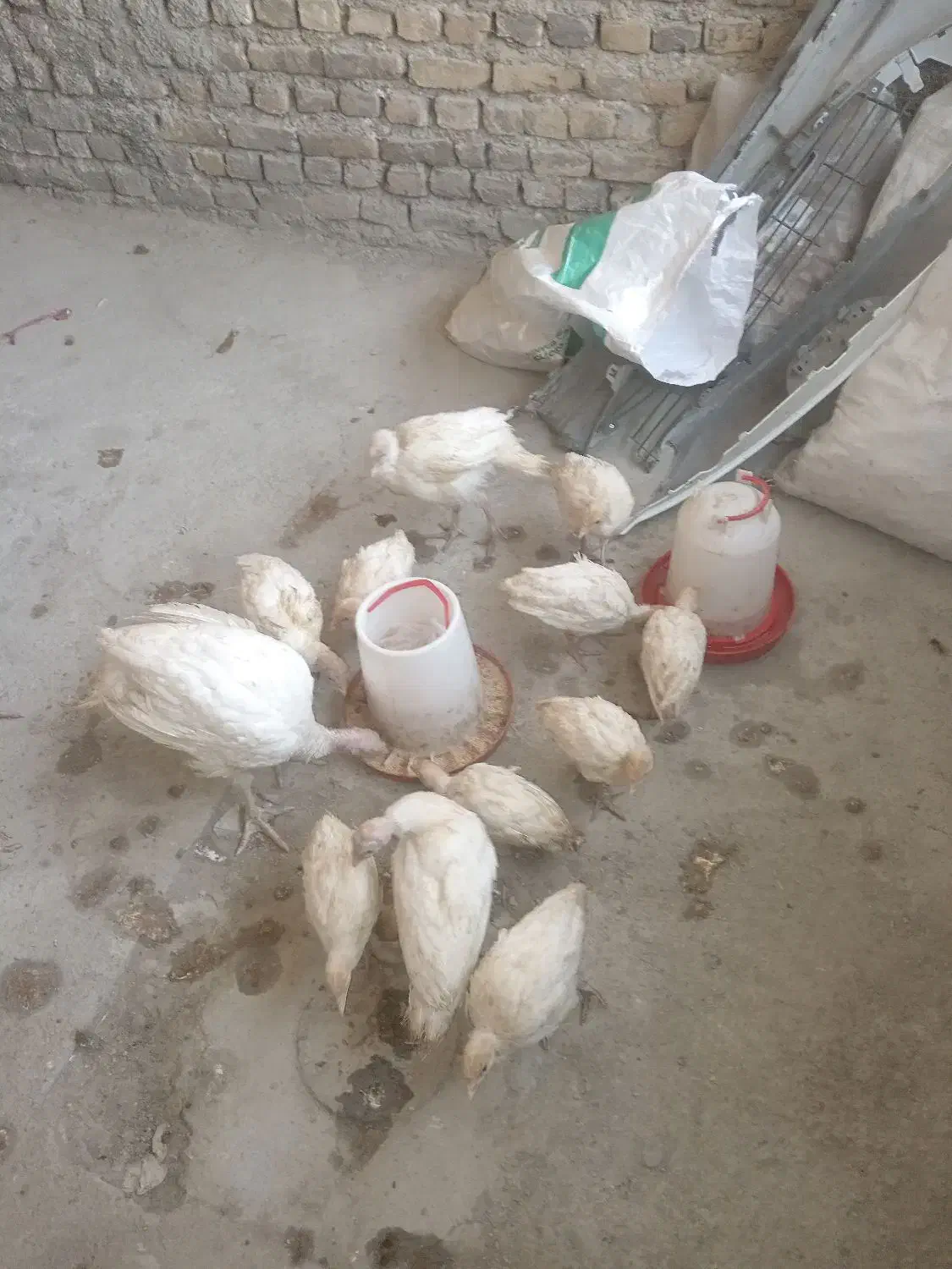 بوقلمون گوشتی بیوتی|حیوانات مزرعه|مشهد, کشاورز|دیوار