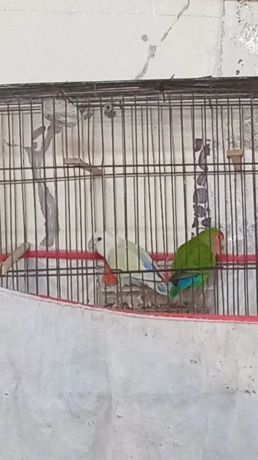 طوطی برزیلی یک جفت|پرنده|امیدیه, |دیوار