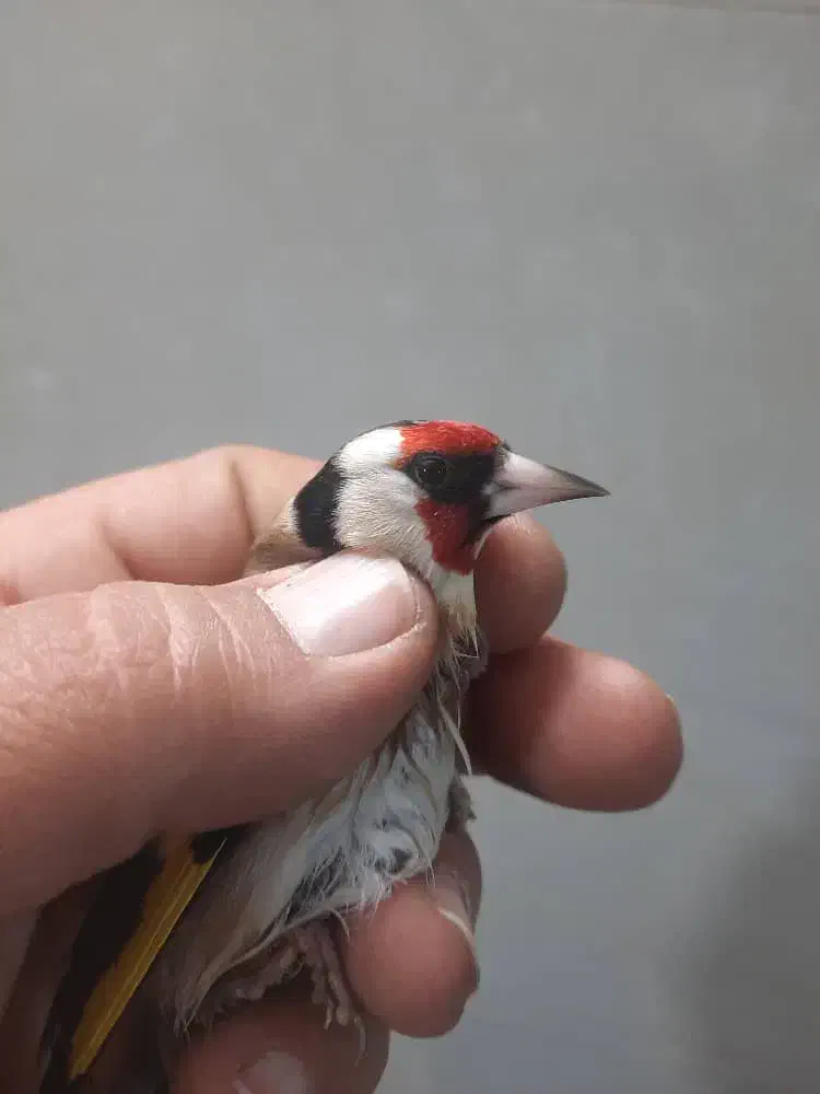 سره قناری نشون دارو عتیقه|پرنده|ری, ولی آباد|دیوار