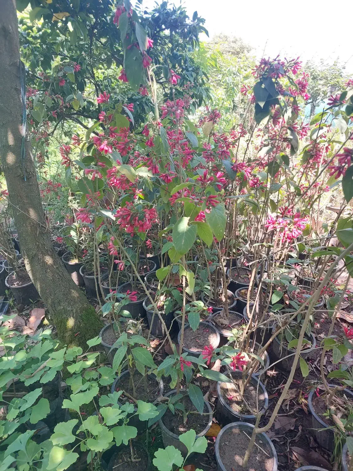 یاس شرابی و پالم زمینی ۴ متروتویا آمریکایی ۲ ساله|گل و گیاه طبیعی|رودسر, |دیوار