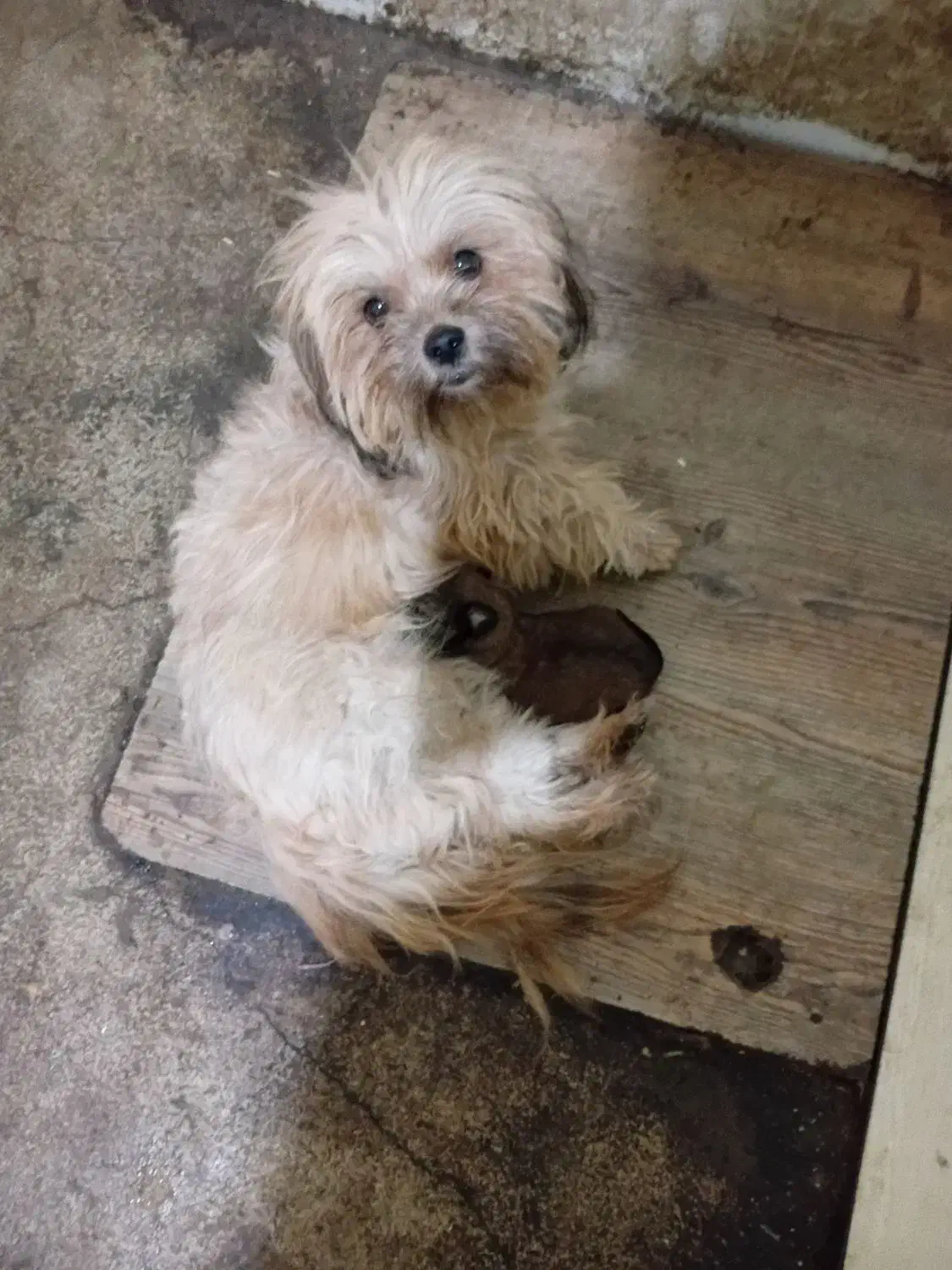 فروش سگ شیتزو|سگ|خرمدره, |دیوار