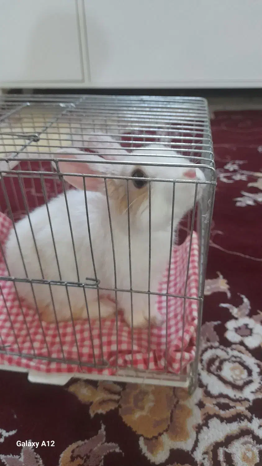 خرگوش زیبا و خال دار|موش و خرگوش|سبزوار, ولیعصر (نجار آباد)|دیوار