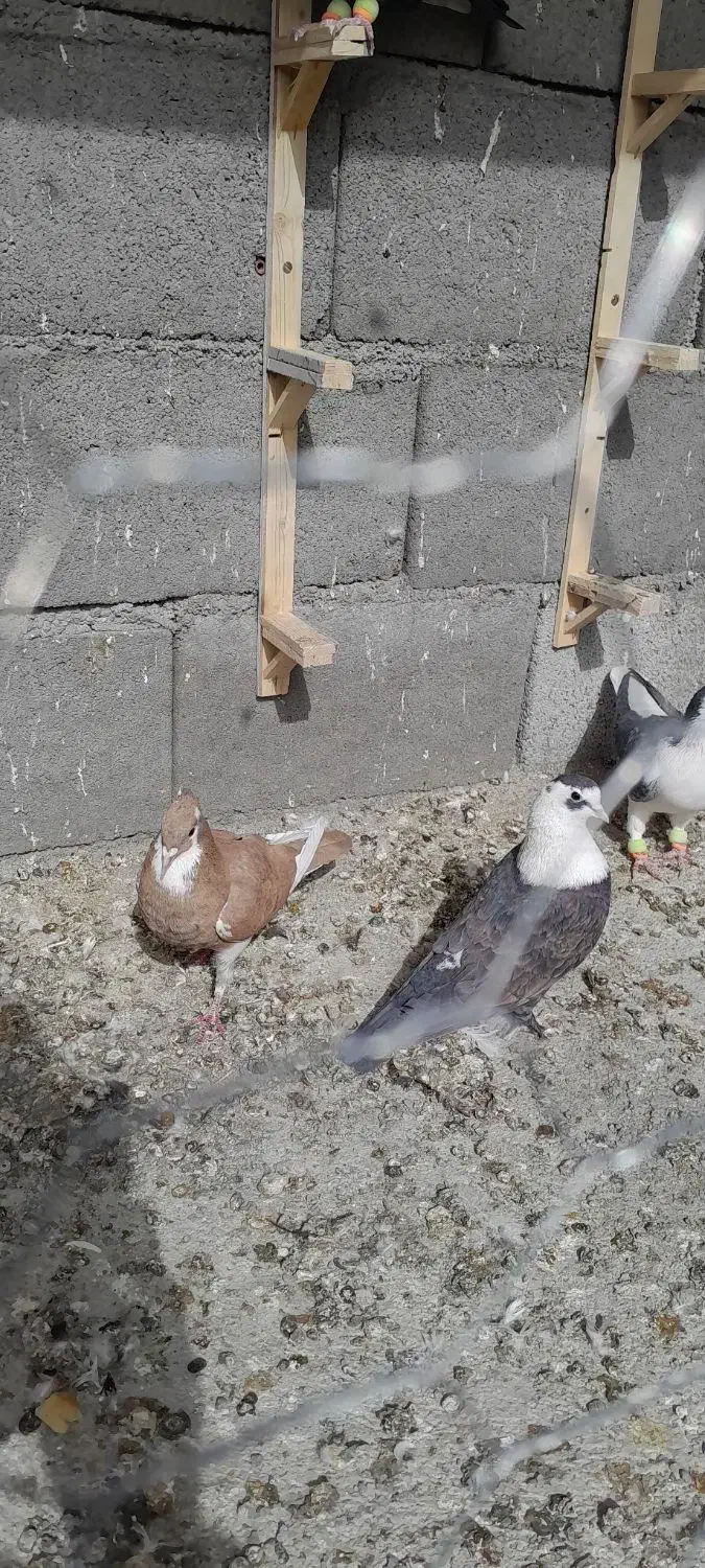 پلنگ، کویتی امری|پرنده|کاشمر, |دیوار