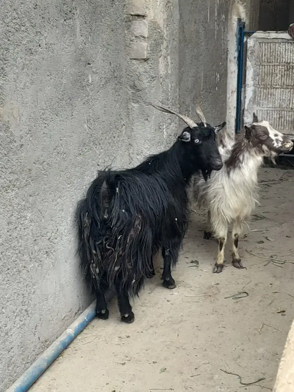 2عدد بز آبستن|حیوانات مزرعه|کاشان, لتحر|دیوار