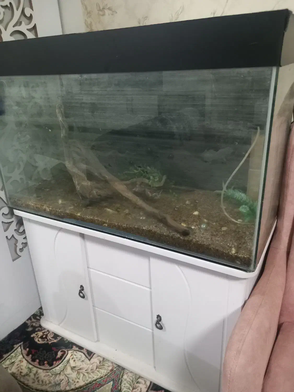 اکواریوم|ماهی|مشهد, شهرک امام هادی (شهرک غرب)|دیوار