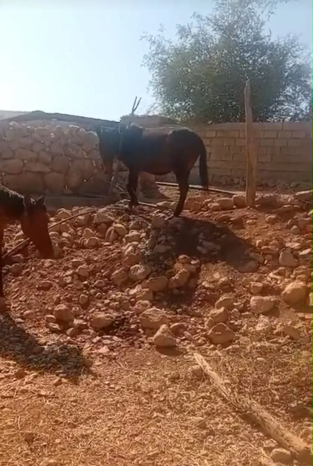 قاطر شیش ساله|حیوانات مزرعه|اندیمشک, |دیوار