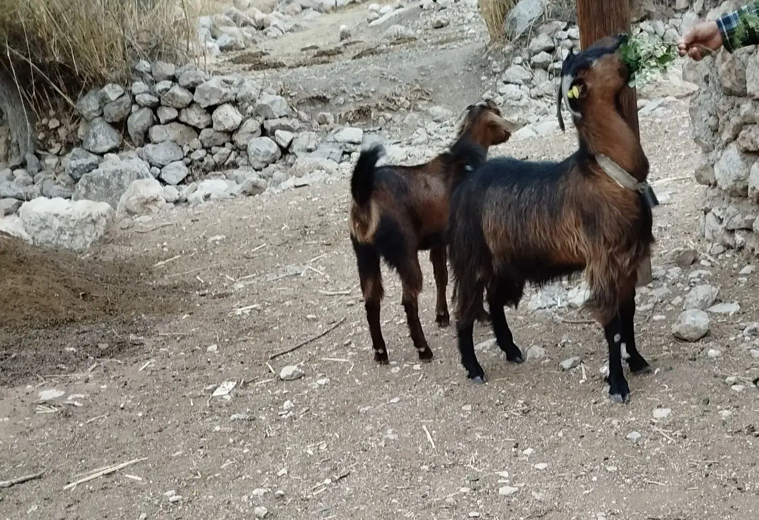 دو عدد بز|حیوانات مزرعه|چرام, |دیوار