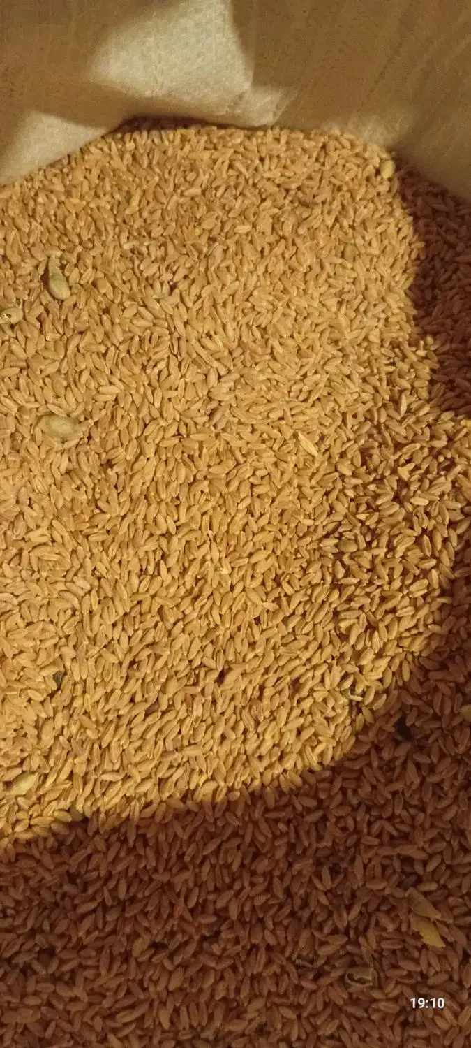 گندم و جو دیم|خدمات باغبانی و درختکاری|سرولایت, |دیوار