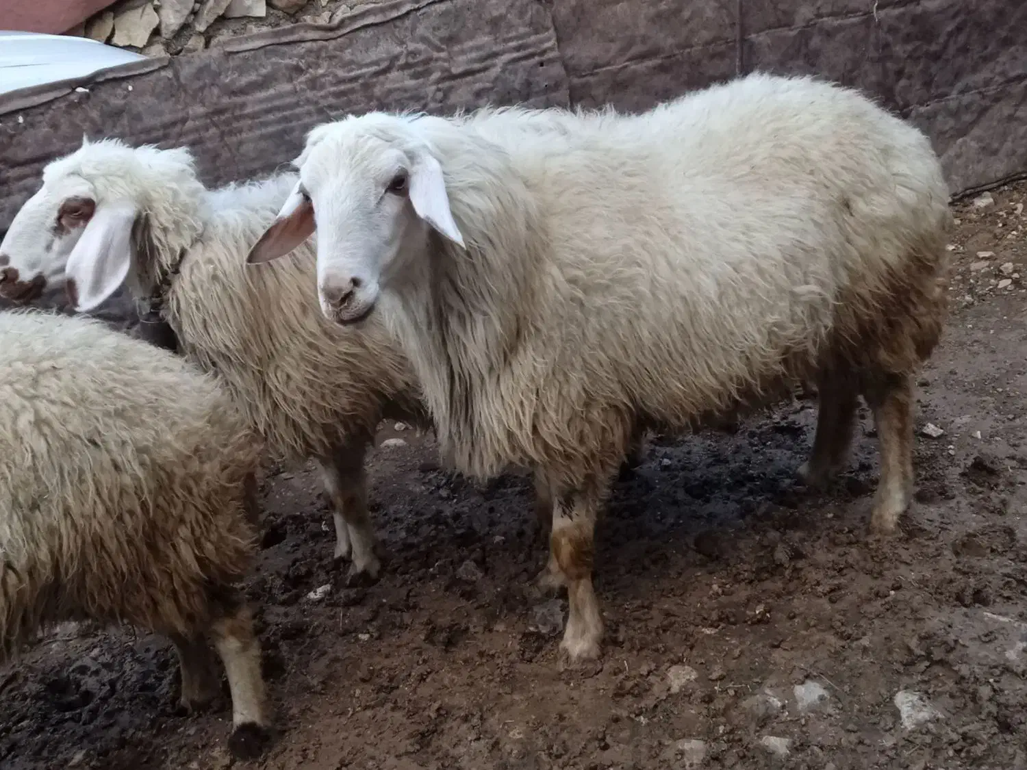 قوچ|حیوانات مزرعه|اسلام‌‌آباد غرب, |دیوار