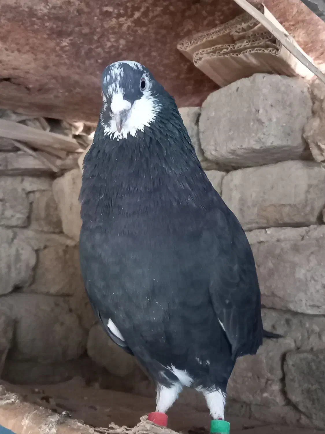 همه نوع کفتر دونه ای ۱۰۰|پرنده|هرسین, |دیوار